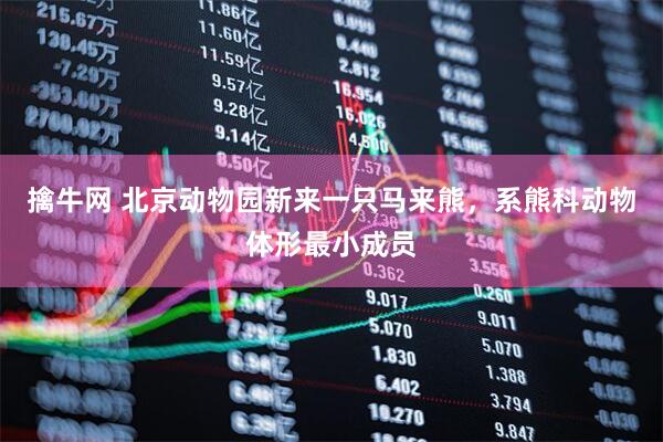 擒牛网 北京动物园新来一只马来熊，系熊科动物体形最小成员